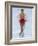 Female Figure Skater Preforming a Spin-null-Framed Photographic Print