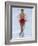 Female Figure Skater Preforming a Spin-null-Framed Photographic Print