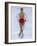 Female Figure Skater Preforming a Spin-null-Framed Photographic Print