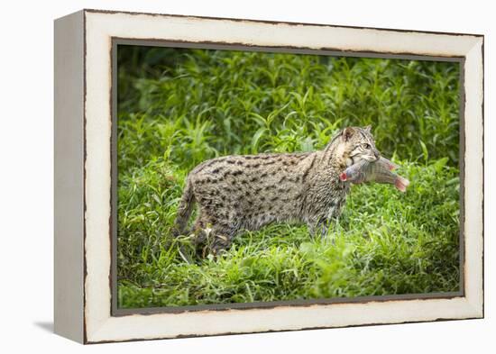 Female Fishing cat with fish prey in mouth, Bangladesh-Paul Williams-Framed Premier Image Canvas
