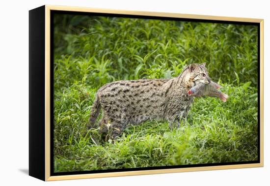 Female Fishing cat with fish prey in mouth, Bangladesh-Paul Williams-Framed Premier Image Canvas