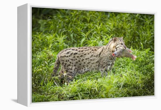 Female Fishing cat with fish prey in mouth, Bangladesh-Paul Williams-Framed Premier Image Canvas