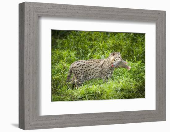 Female Fishing cat with fish prey in mouth, Bangladesh-Paul Williams-Framed Photographic Print