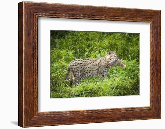 Female Fishing cat with fish prey in mouth, Bangladesh-Paul Williams-Framed Photographic Print