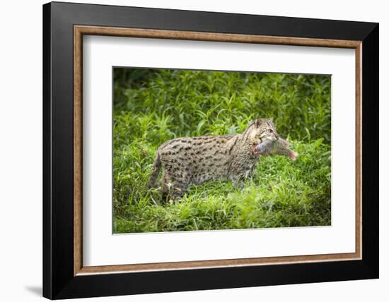 Female Fishing cat with fish prey in mouth, Bangladesh-Paul Williams-Framed Photographic Print