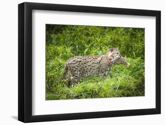 Female Fishing cat with fish prey in mouth, Bangladesh-Paul Williams-Framed Photographic Print