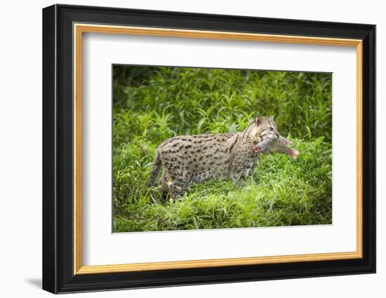 Female Fishing cat with fish prey in mouth, Bangladesh-Paul Williams-Framed Photographic Print