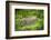 Female Fishing cat with fish prey in mouth, Bangladesh-Paul Williams-Framed Photographic Print