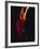 Female Flamenco Dancer, Cordoba, Spain-Merrill Images-Framed Photographic Print