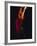 Female Flamenco Dancer, Cordoba, Spain-Merrill Images-Framed Photographic Print