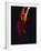 Female Flamenco Dancer, Cordoba, Spain-Merrill Images-Framed Photographic Print