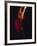 Female Flamenco Dancer, Cordoba, Spain-Merrill Images-Framed Photographic Print