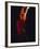 Female Flamenco Dancer, Cordoba, Spain-Merrill Images-Framed Photographic Print