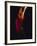 Female Flamenco Dancer, Cordoba, Spain-Merrill Images-Framed Photographic Print