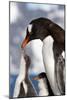 Female Gentoo Penguins and Chicks During Feeding-Dmytro Pylypenko-Mounted Photographic Print