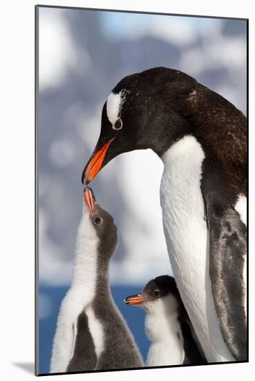 Female Gentoo Penguins and Chicks During Feeding-Dmytro Pylypenko-Mounted Photographic Print