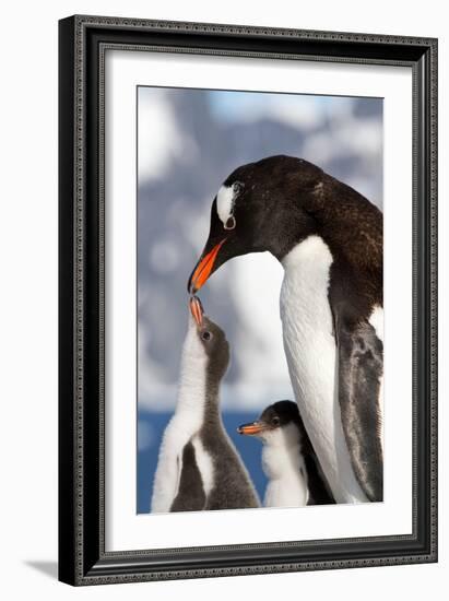 Female Gentoo Penguins and Chicks During Feeding-Dmytro Pylypenko-Framed Photographic Print