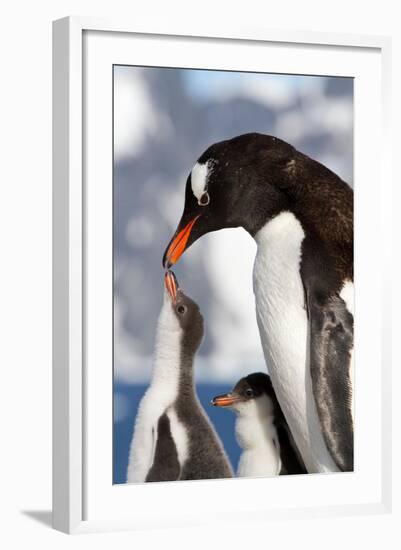 Female Gentoo Penguins and Chicks During Feeding-Dmytro Pylypenko-Framed Photographic Print