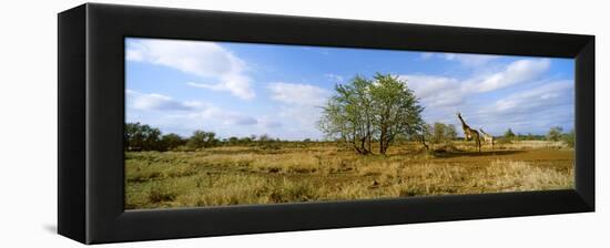 Female Giraffe with its Calf on the Bush Savannah, Kruger National Park, South Africa-null-Framed Stretched Canvas