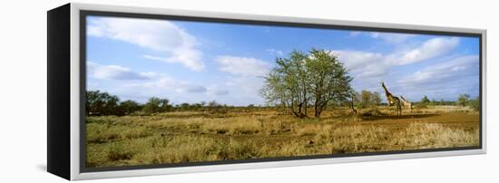 Female Giraffe with its Calf on the Bush Savannah, Kruger National Park, South Africa-null-Framed Stretched Canvas
