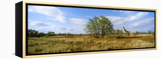 Female Giraffe with its Calf on the Bush Savannah, Kruger National Park, South Africa-null-Framed Stretched Canvas