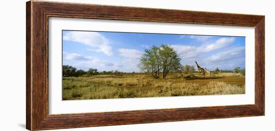 Female Giraffe with its Calf on the Bush Savannah, Kruger National Park, South Africa-null-Framed Photographic Print