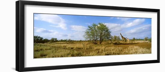 Female Giraffe with its Calf on the Bush Savannah, Kruger National Park, South Africa-null-Framed Photographic Print