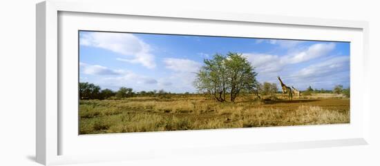 Female Giraffe with its Calf on the Bush Savannah, Kruger National Park, South Africa-null-Framed Photographic Print