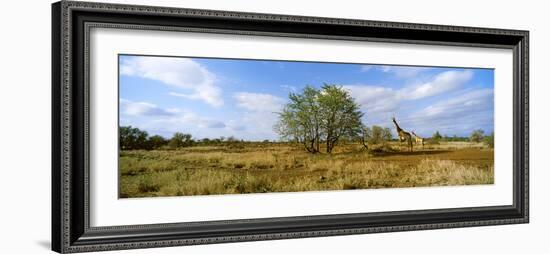 Female Giraffe with its Calf on the Bush Savannah, Kruger National Park, South Africa-null-Framed Photographic Print