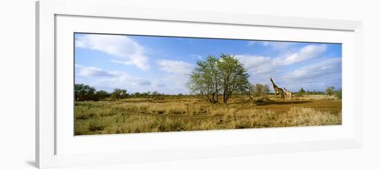 Female Giraffe with its Calf on the Bush Savannah, Kruger National Park, South Africa-null-Framed Photographic Print