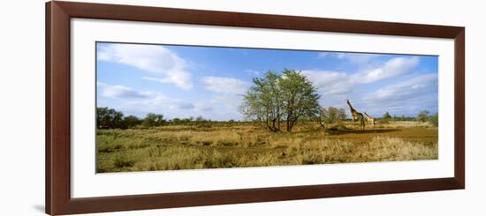 Female Giraffe with its Calf on the Bush Savannah, Kruger National Park, South Africa-null-Framed Photographic Print