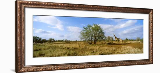 Female Giraffe with its Calf on the Bush Savannah, Kruger National Park, South Africa-null-Framed Photographic Print