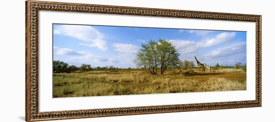 Female Giraffe with its Calf on the Bush Savannah, Kruger National Park, South Africa-null-Framed Photographic Print