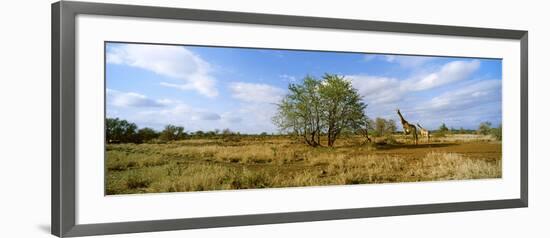 Female Giraffe with its Calf on the Bush Savannah, Kruger National Park, South Africa-null-Framed Photographic Print