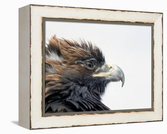 Female Golden Eagle, Golden Eagle Festival, Mongolia-Amos Nachoum-Framed Premier Image Canvas