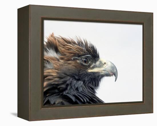 Female Golden Eagle, Golden Eagle Festival, Mongolia-Amos Nachoum-Framed Premier Image Canvas