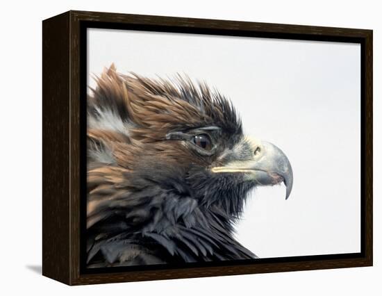 Female Golden Eagle, Golden Eagle Festival, Mongolia-Amos Nachoum-Framed Premier Image Canvas