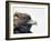 Female Golden Eagle, Golden Eagle Festival, Mongolia-Amos Nachoum-Framed Photographic Print