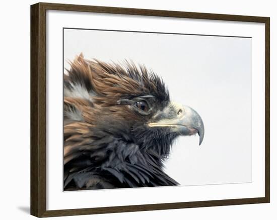 Female Golden Eagle, Golden Eagle Festival, Mongolia-Amos Nachoum-Framed Photographic Print