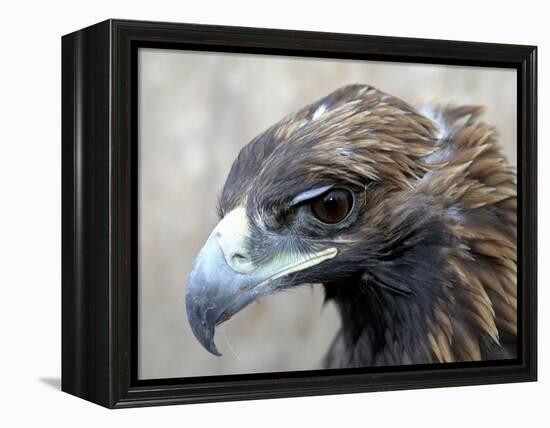 Female Golden Eagle, Golden Eagle Festival, Mongolia-Amos Nachoum-Framed Premier Image Canvas