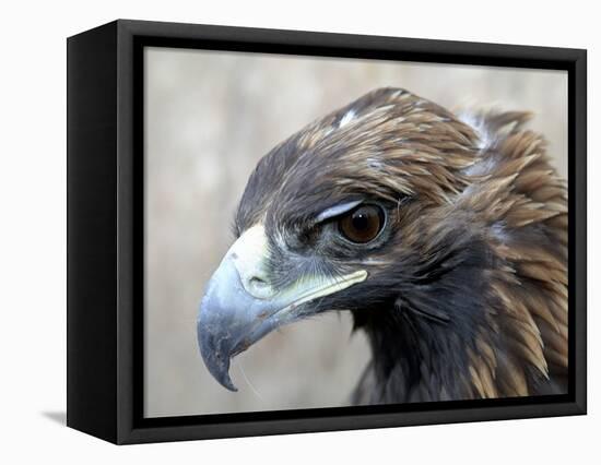 Female Golden Eagle, Golden Eagle Festival, Mongolia-Amos Nachoum-Framed Premier Image Canvas