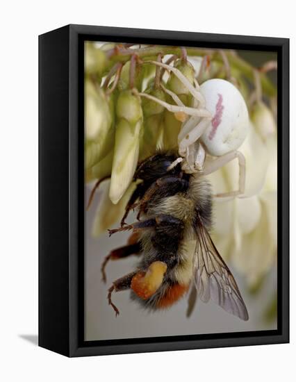 Female Goldenrod Spider (Misumena Vatia) Eating a Red-Tailed Bumble Bee (Bombus Ternarius), Waterto-James Hager-Framed Premier Image Canvas