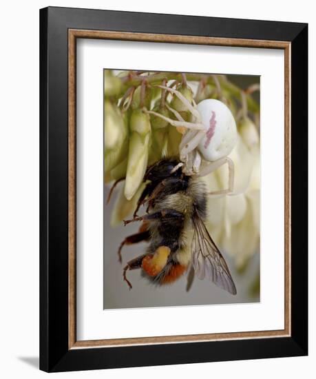 Female Goldenrod Spider (Misumena Vatia) Eating a Red-Tailed Bumble Bee (Bombus Ternarius), Waterto-James Hager-Framed Photographic Print