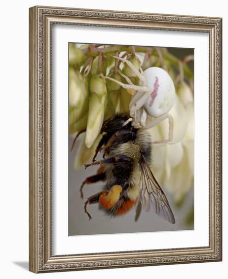 Female Goldenrod Spider (Misumena Vatia) Eating a Red-Tailed Bumble Bee (Bombus Ternarius), Waterto-James Hager-Framed Photographic Print