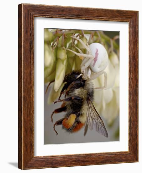 Female Goldenrod Spider (Misumena Vatia) Eating a Red-Tailed Bumble Bee (Bombus Ternarius), Waterto-James Hager-Framed Photographic Print