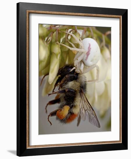 Female Goldenrod Spider (Misumena Vatia) Eating a Red-Tailed Bumble Bee (Bombus Ternarius), Waterto-James Hager-Framed Photographic Print