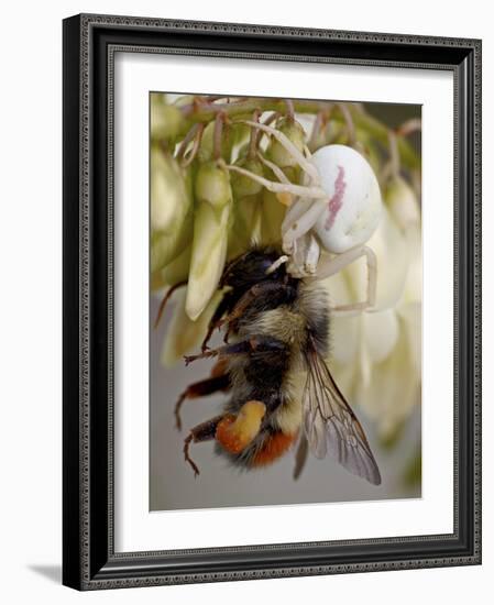 Female Goldenrod Spider (Misumena Vatia) Eating a Red-Tailed Bumble Bee (Bombus Ternarius), Waterto-James Hager-Framed Photographic Print