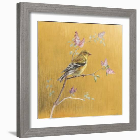 Female Goldfinch on Gold-Danhui Nai-Framed Art Print