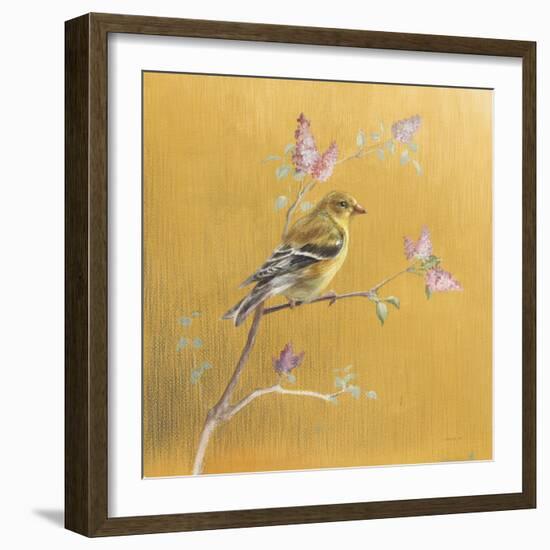 Female Goldfinch on Gold-Danhui Nai-Framed Art Print