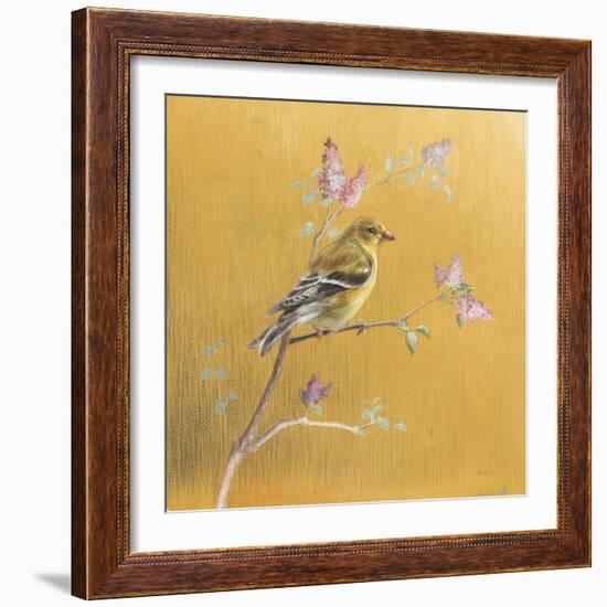 Female Goldfinch on Gold-Danhui Nai-Framed Art Print